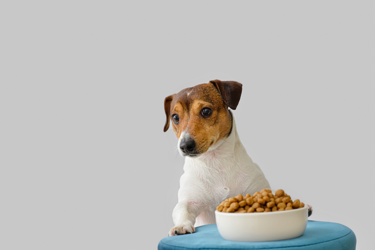Chien devant une gamelle de croquettes
