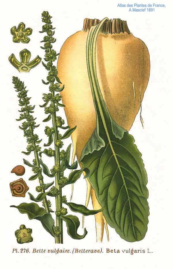 Beet pulp