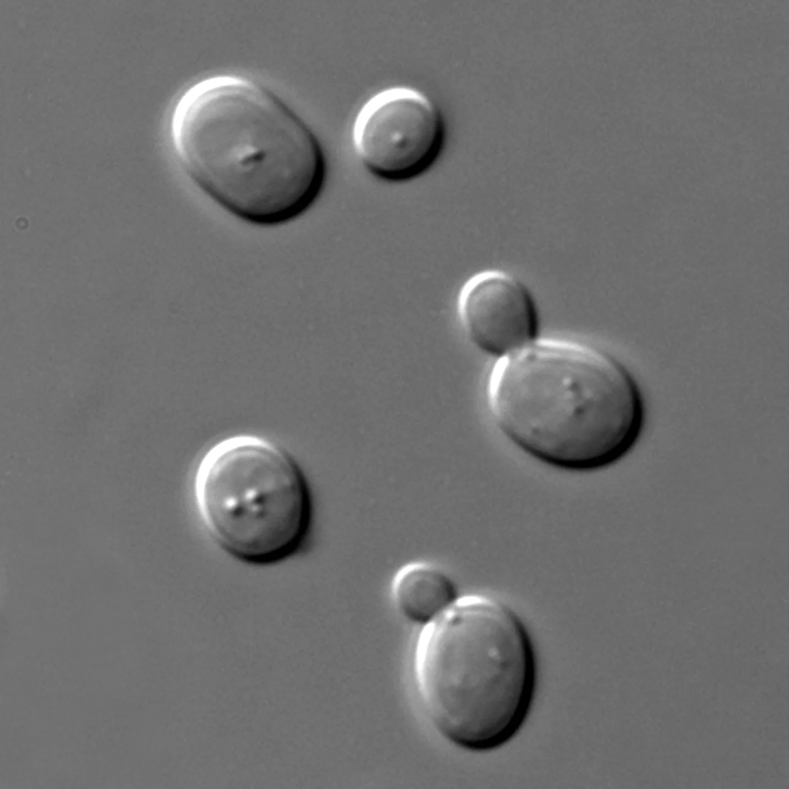 Brewer's yeast