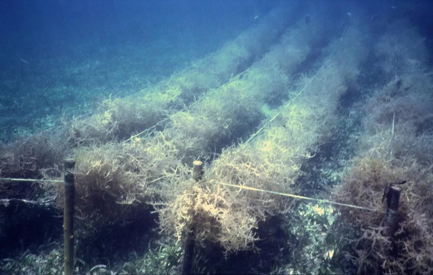Carrageenan
